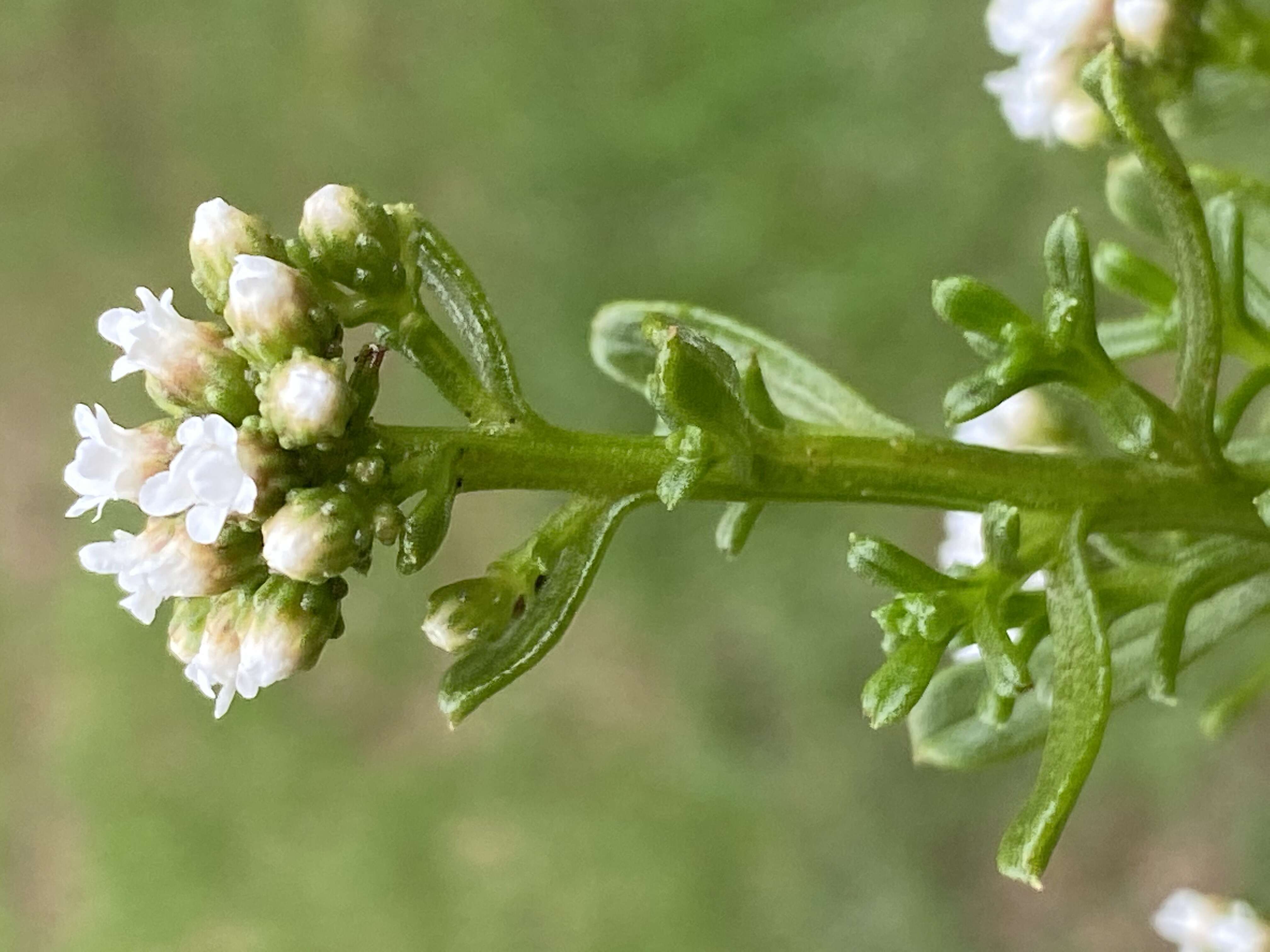 Sivun Ixodia achillaeoides kuva