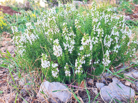 Image of perennial savory