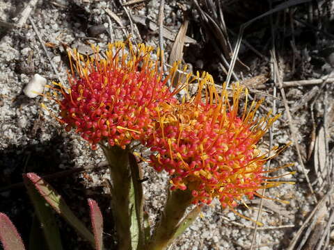 Image of Creeping pincushion