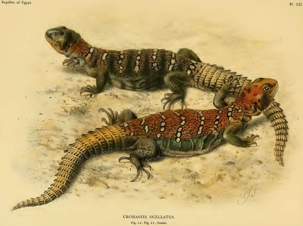 Imagem de Uromastyx ocellata Lichtenstein 1823