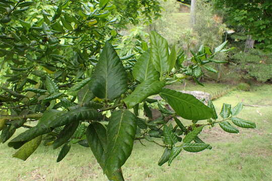 Image of Madeiran Holly