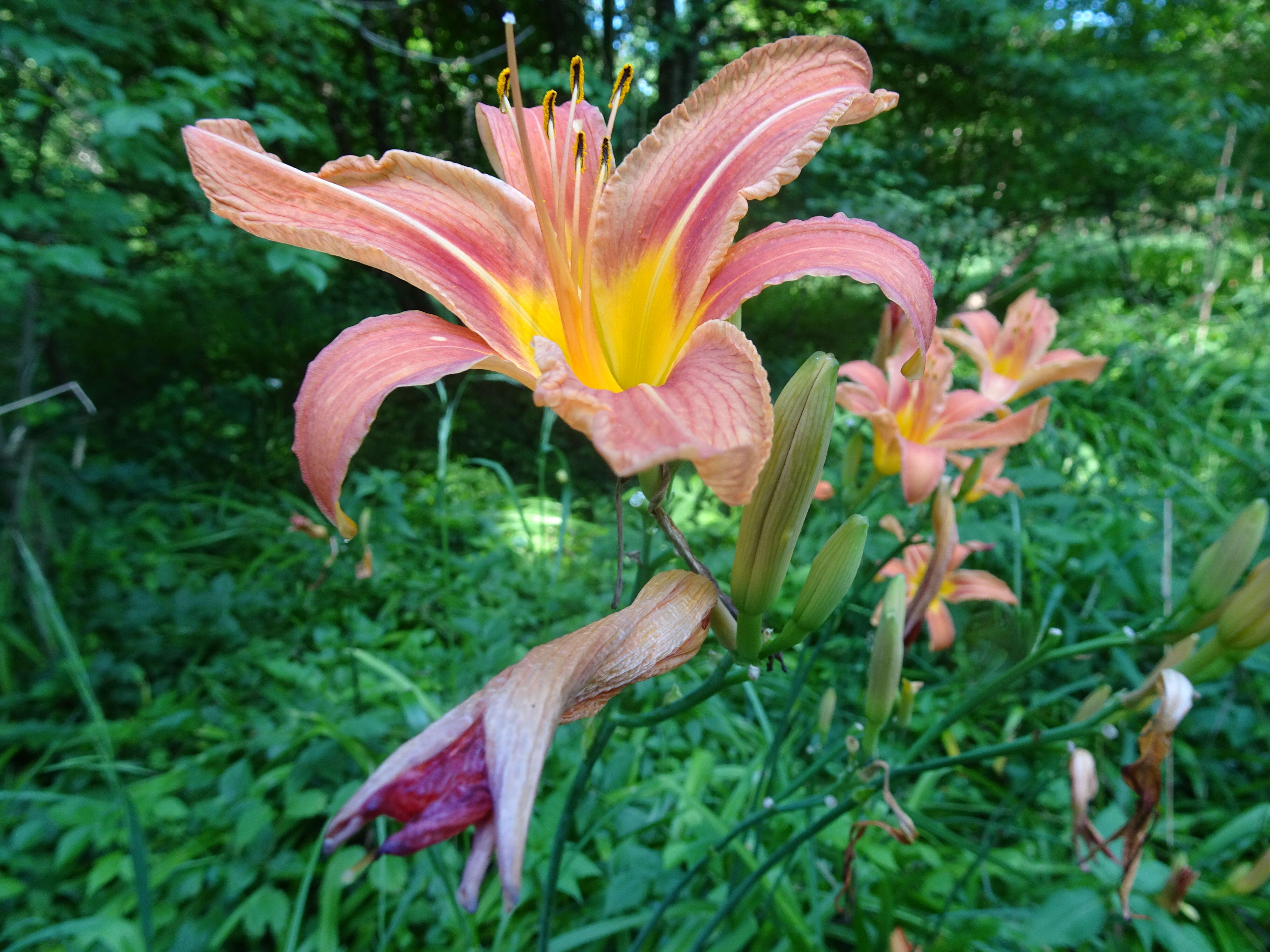 Image of orange lily