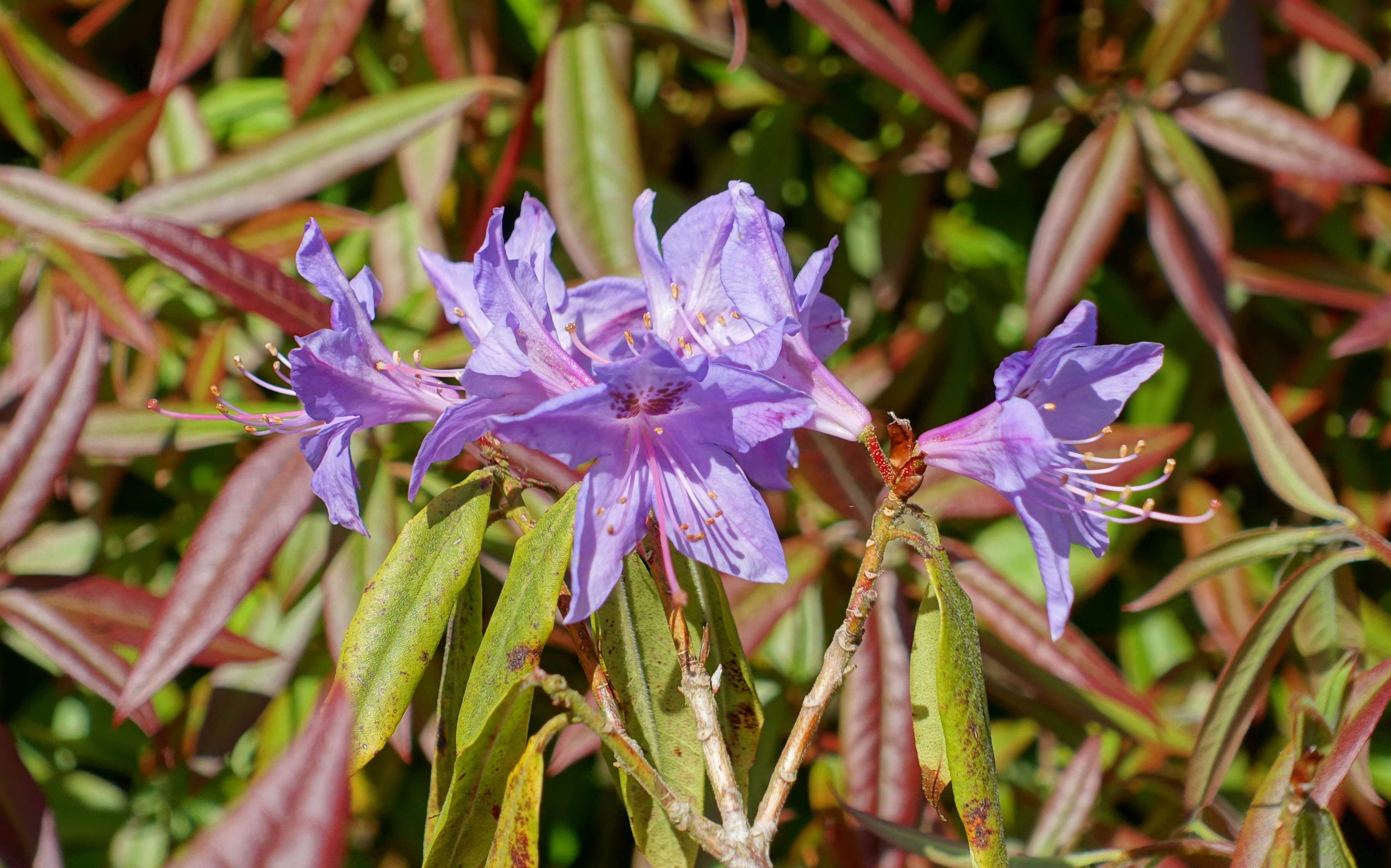 صورة Rhododendron augustinii Hemsl.