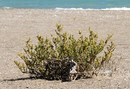 Image of Tetraena alba (L. fil.) Beier & Thulin