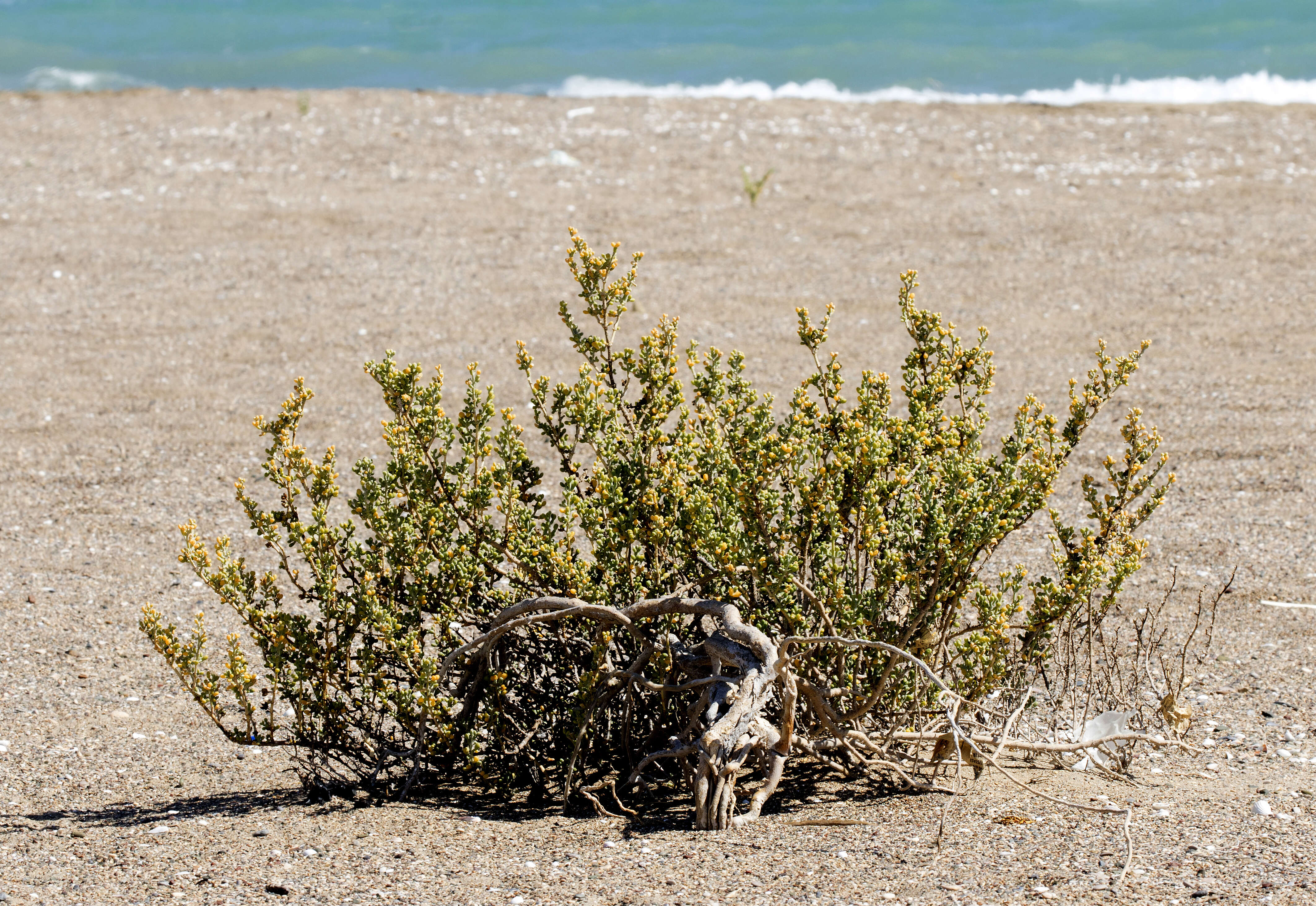 Image of Tetraena alba (L. fil.) Beier & Thulin