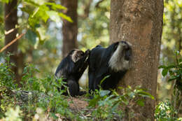 Image of Lion-tailed Macaque