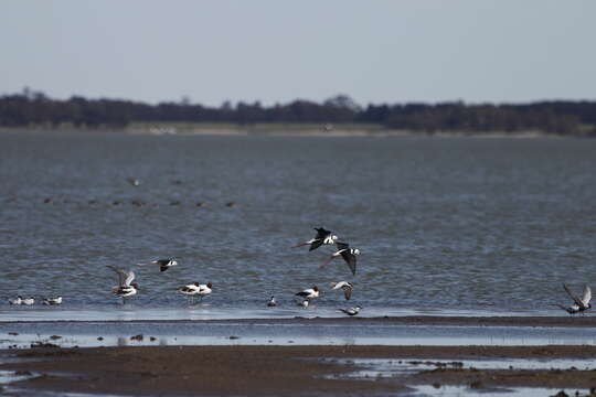 Image of Whiskered Tern