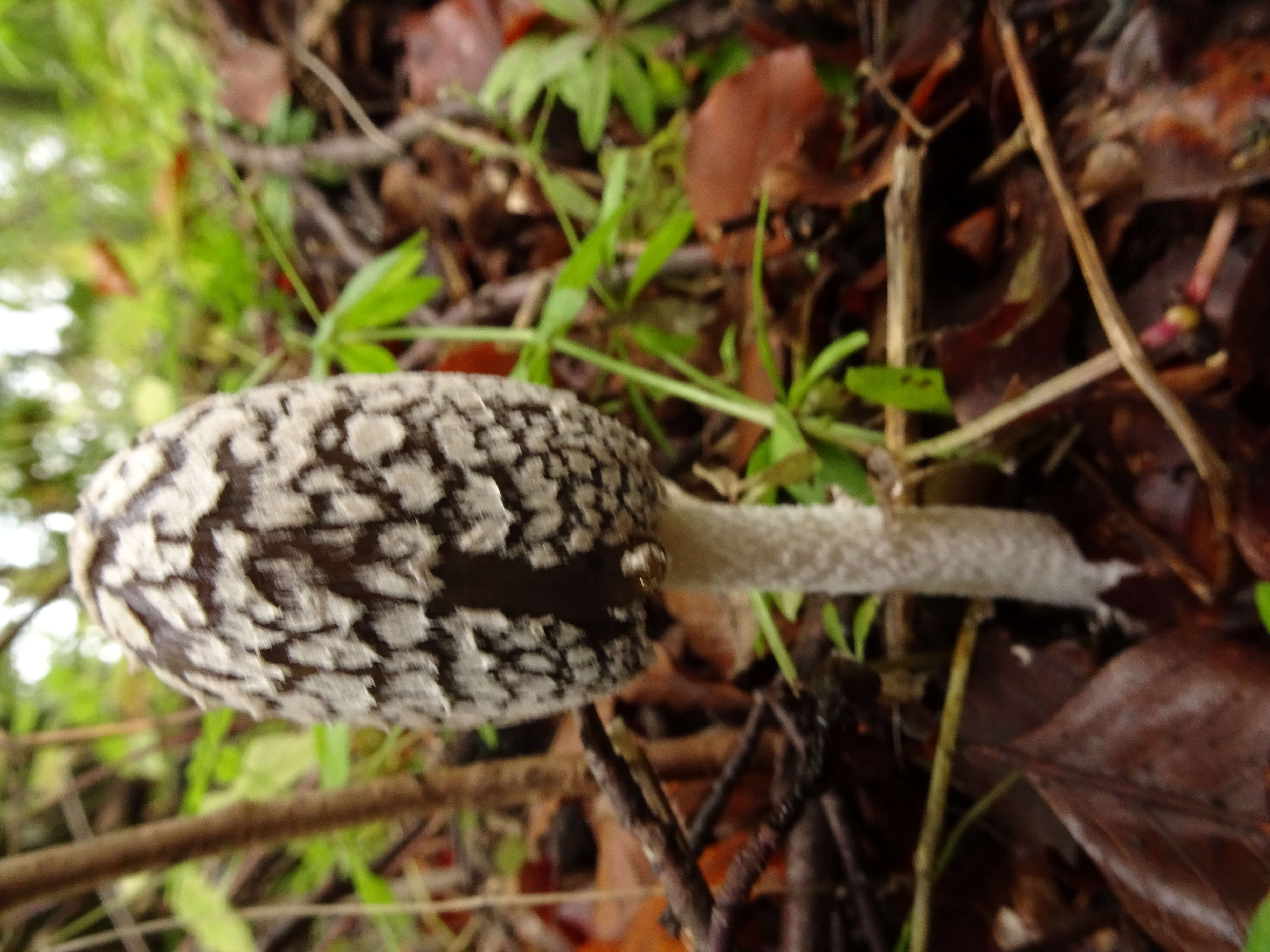 Imagem de Coprinopsis picacea (Bull.) Redhead, Vilgalys & Moncalvo 2001