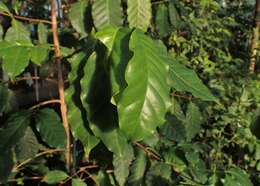 Plancia ëd Coffea stenophylla G. Don