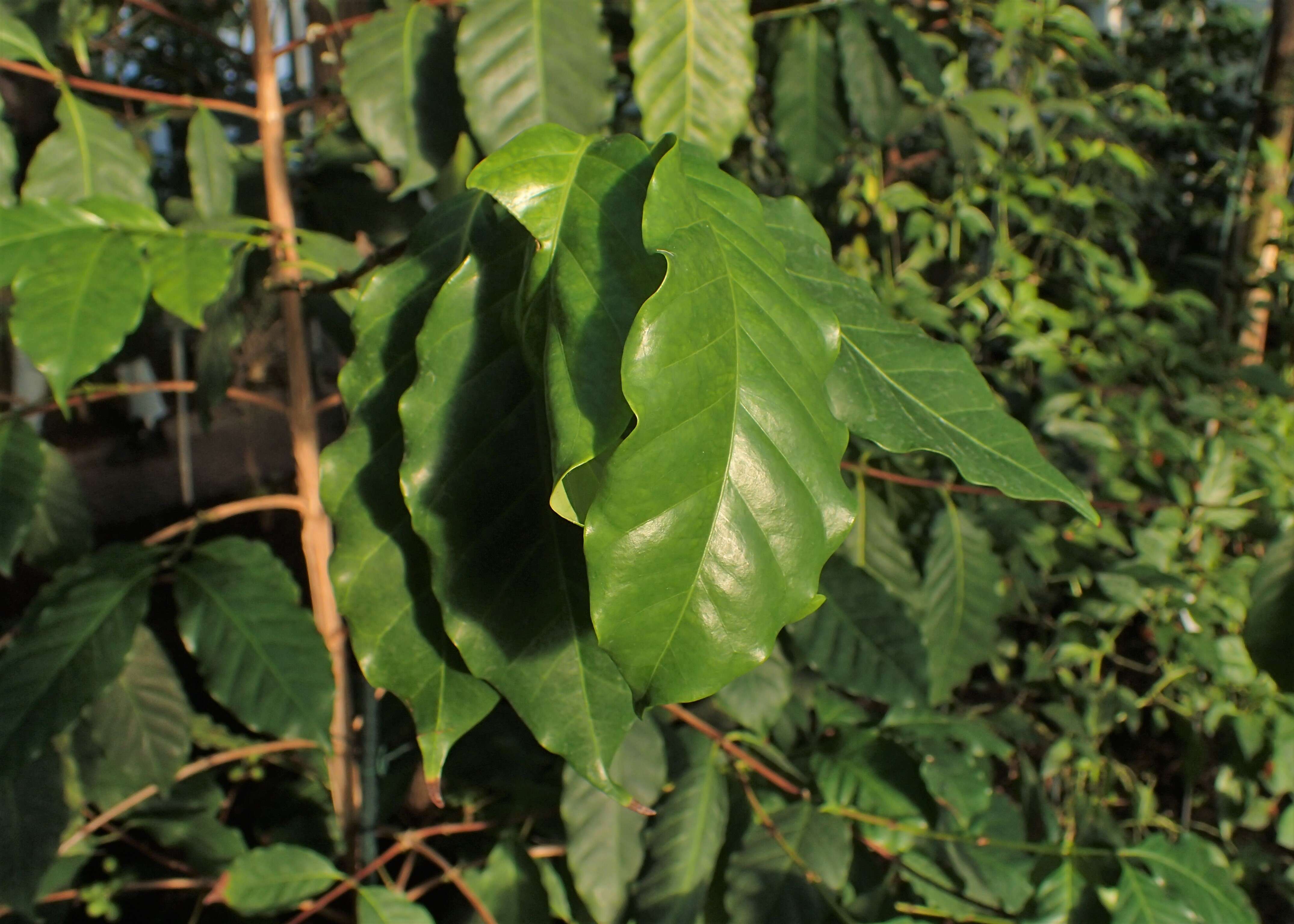 Plancia ëd Coffea stenophylla G. Don