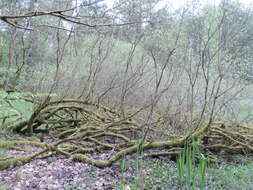 Image of Grey Willow