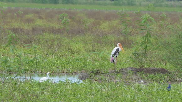 Image of Painted Stork