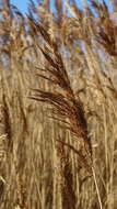 Image of common reed