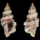 Image of Muricopsis delemarrei Houart 2005