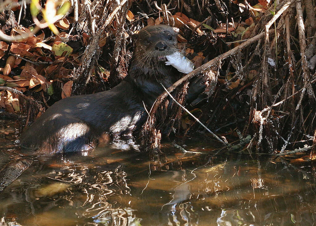 Image of Otter sp.