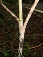 Arisaema yamatense (Nakai) Nakai的圖片