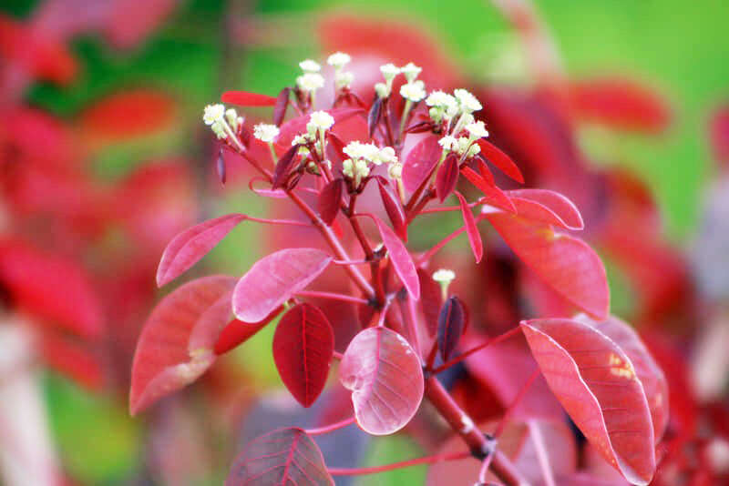 Image of Mexican shrubby spurge