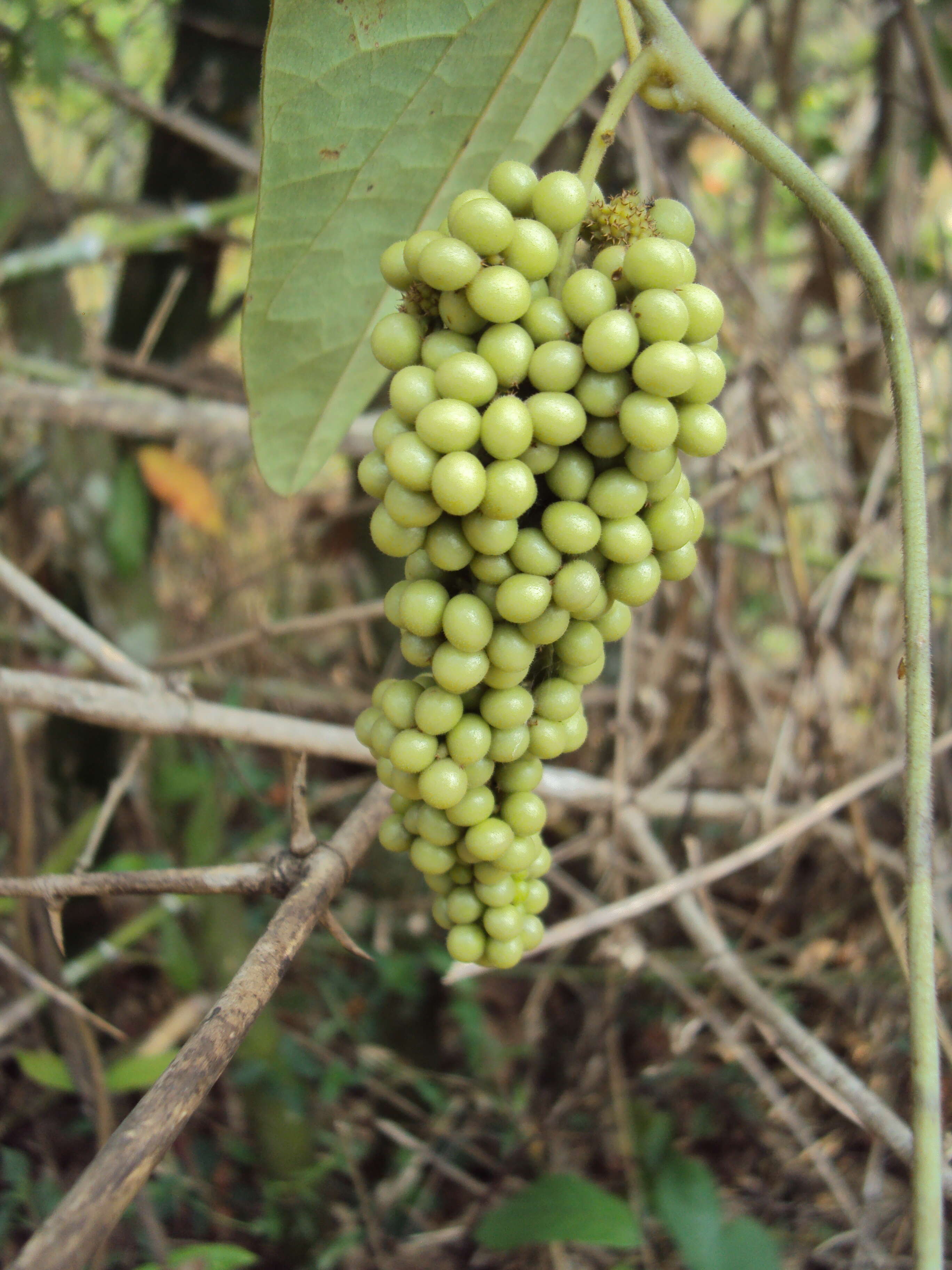 Image of Cyclea peltata Hook. fil. & Thoms.