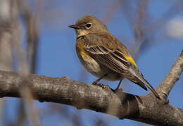 Image de Paruline d’Audubon