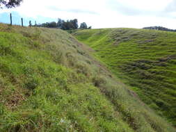 Image of greenleaf ticktrefoil