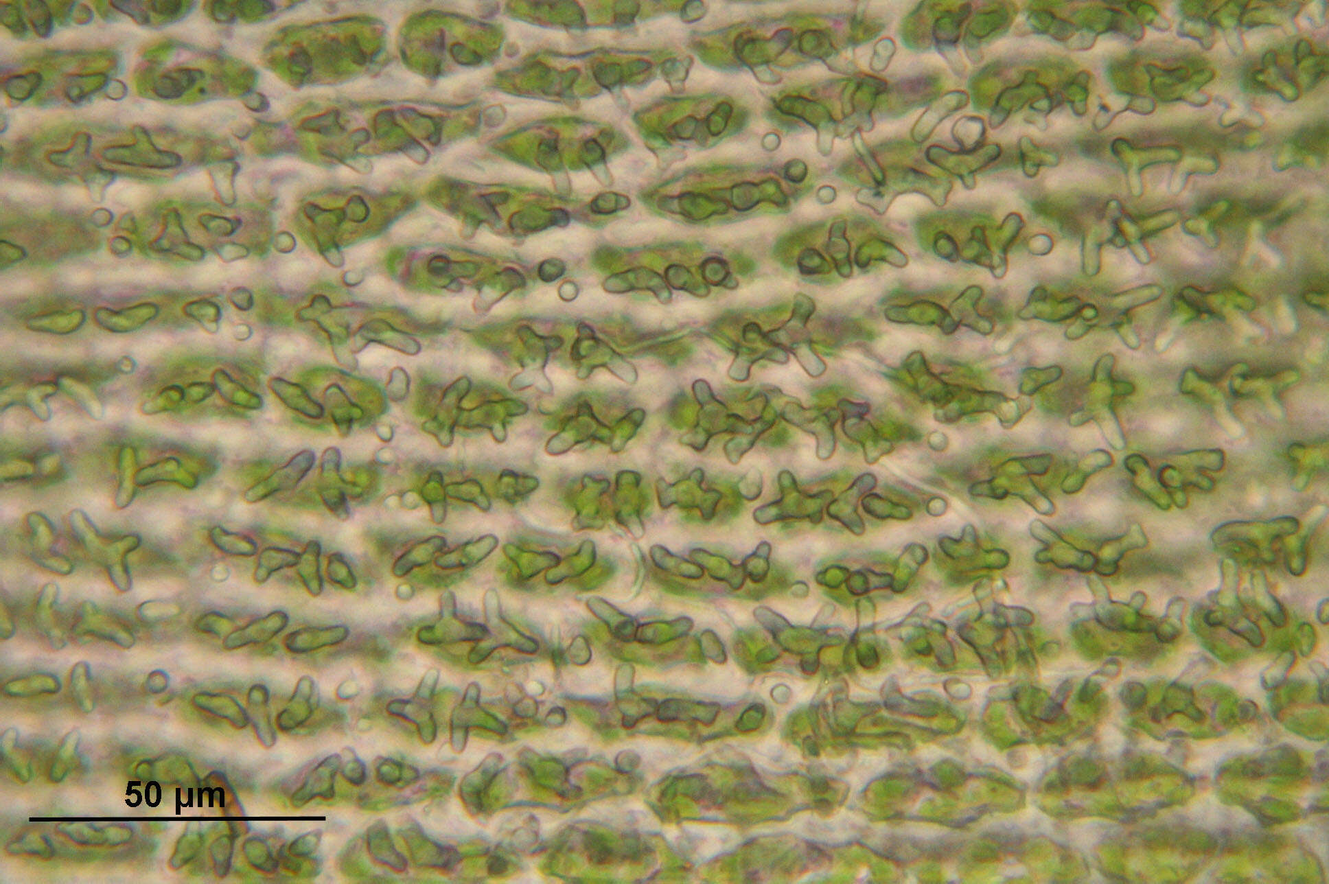 Image of Ciliate Hedwigia Moss