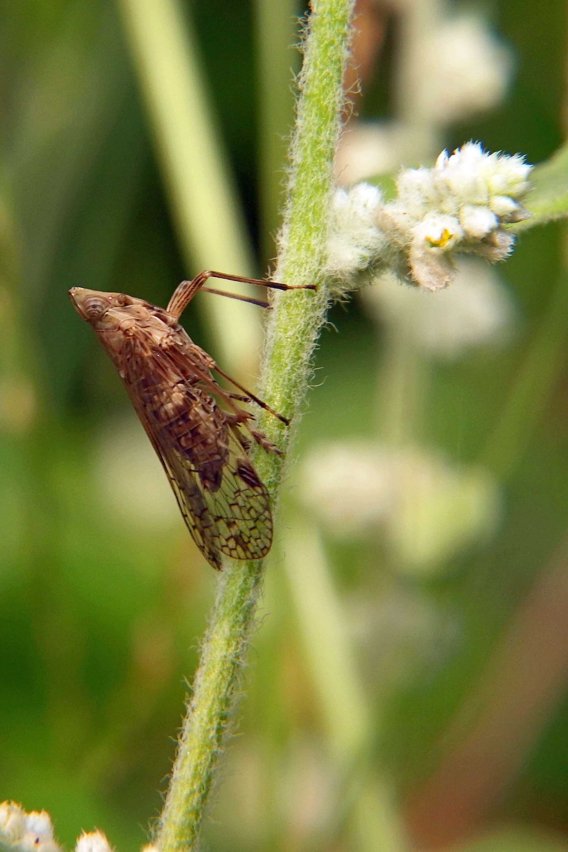 Image of dictyopharid planthoppers