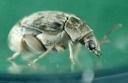 Image of Bean weevil