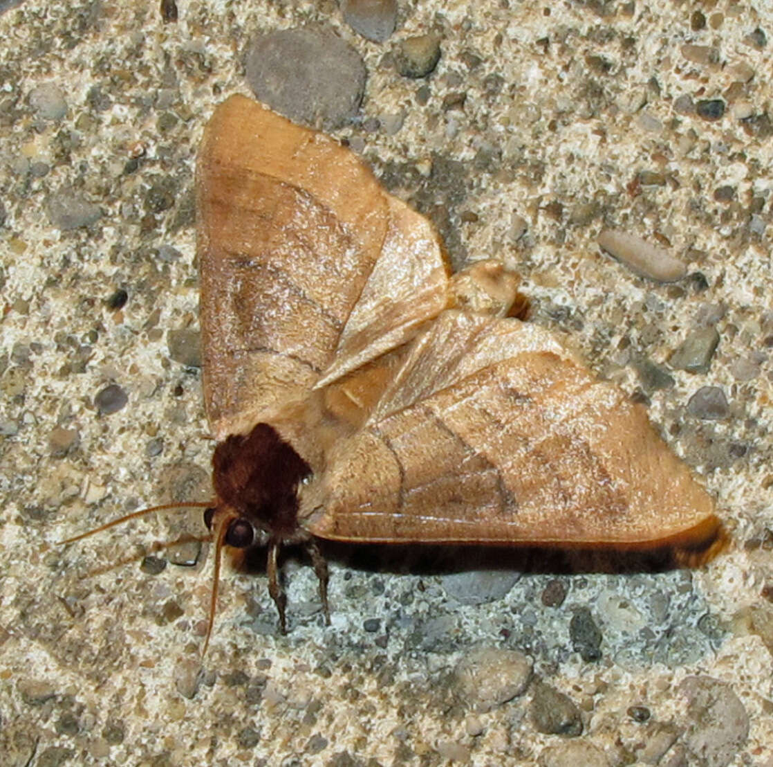 Image of Walnut Caterpillar Moth