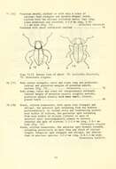Imagem de Optioservus elegans (Le Conte 1852)