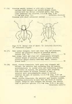 Image of Optioservus elegans (Le Conte 1852)