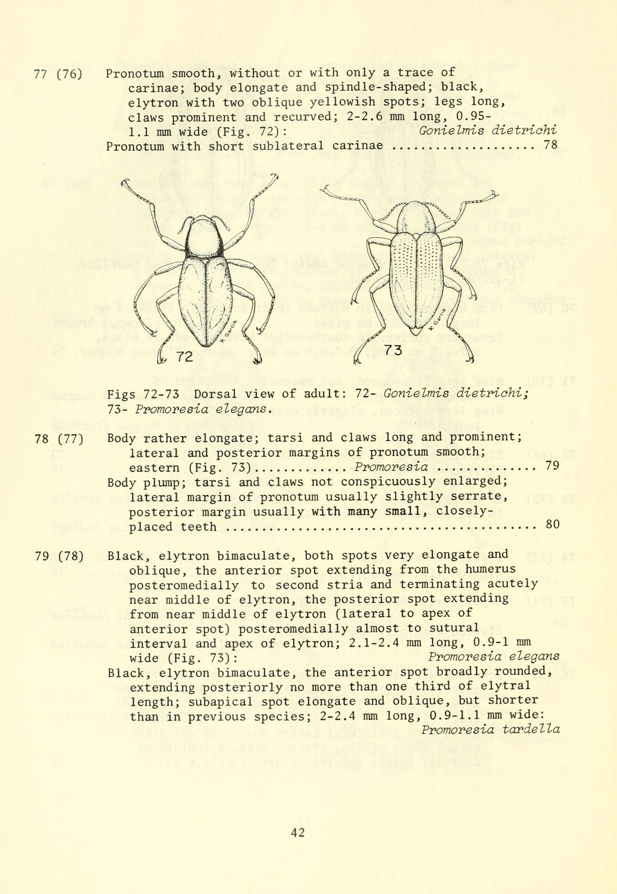 Imagem de Optioservus elegans (Le Conte 1852)