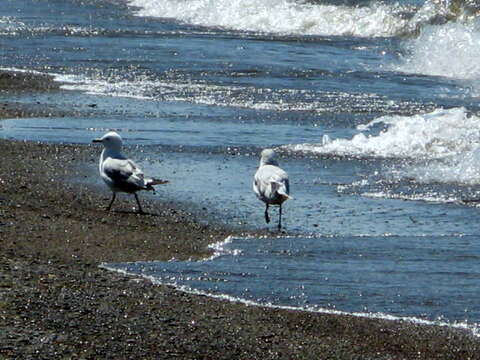 Image of Ring-billed Gull