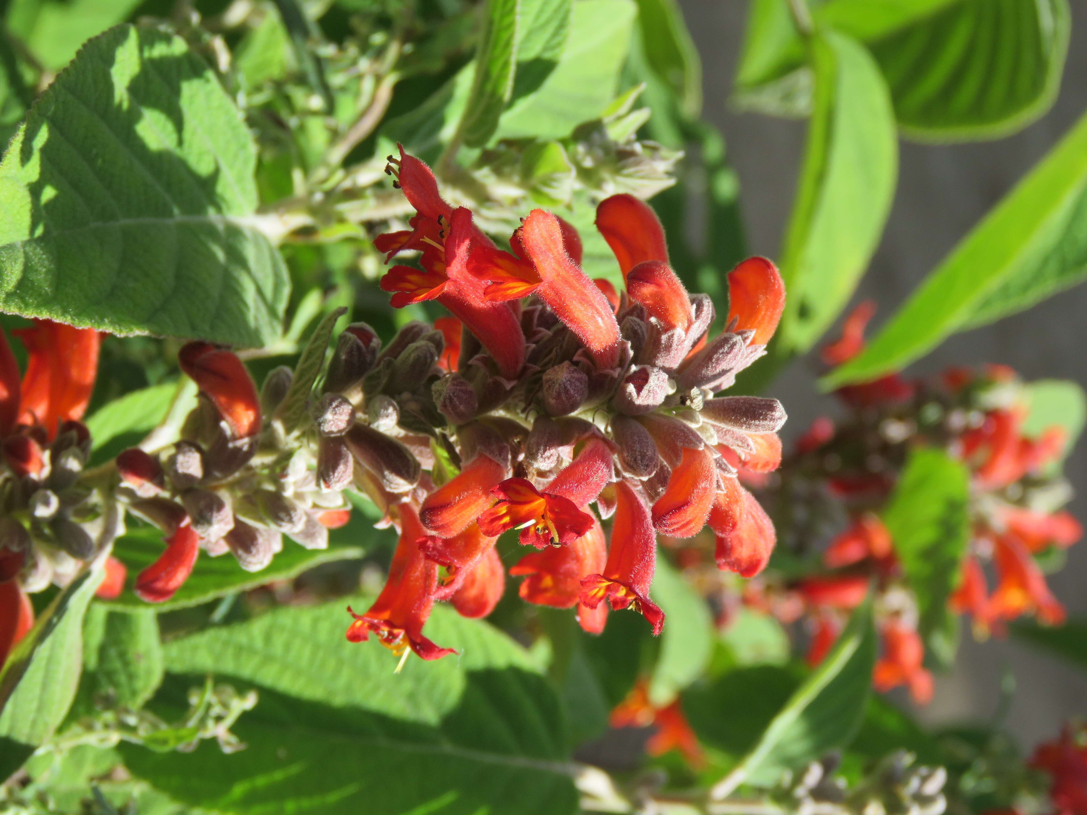 Image of Colquhounia coccinea Wall.