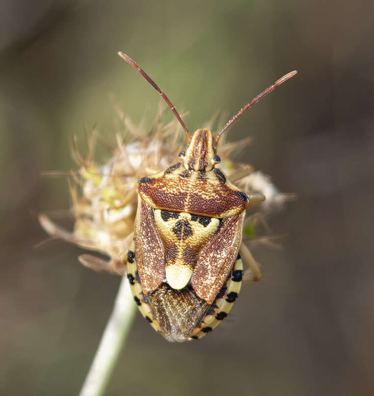 Image of Codophila varia (Fabricius 1787)