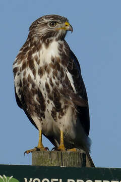 Image of Common Buzzard