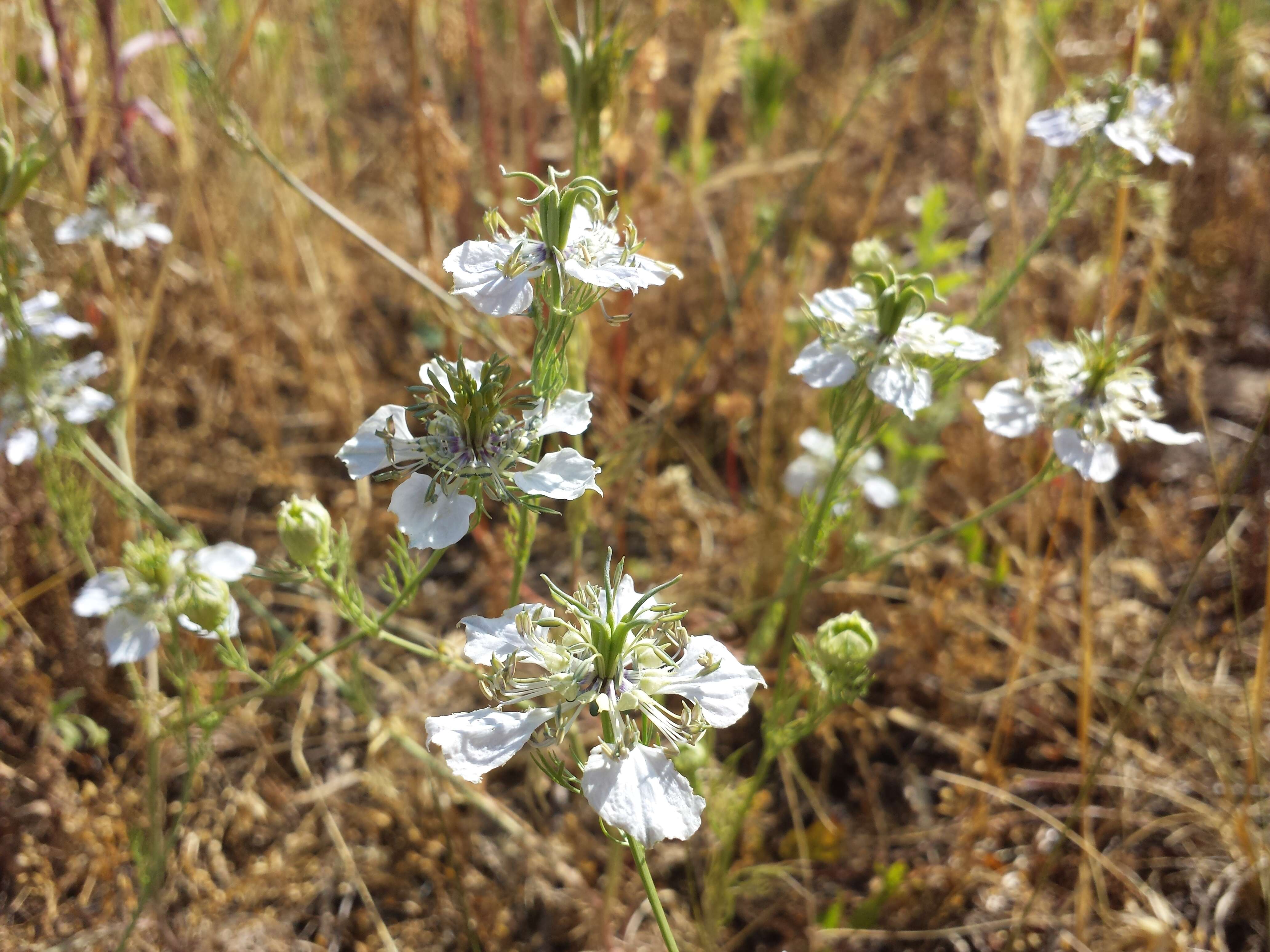 Nigella arvensis L. resmi