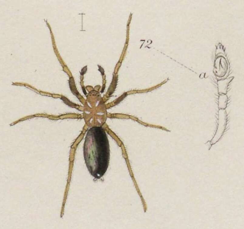 Image of Micaria pulicaria (Sundevall 1831)