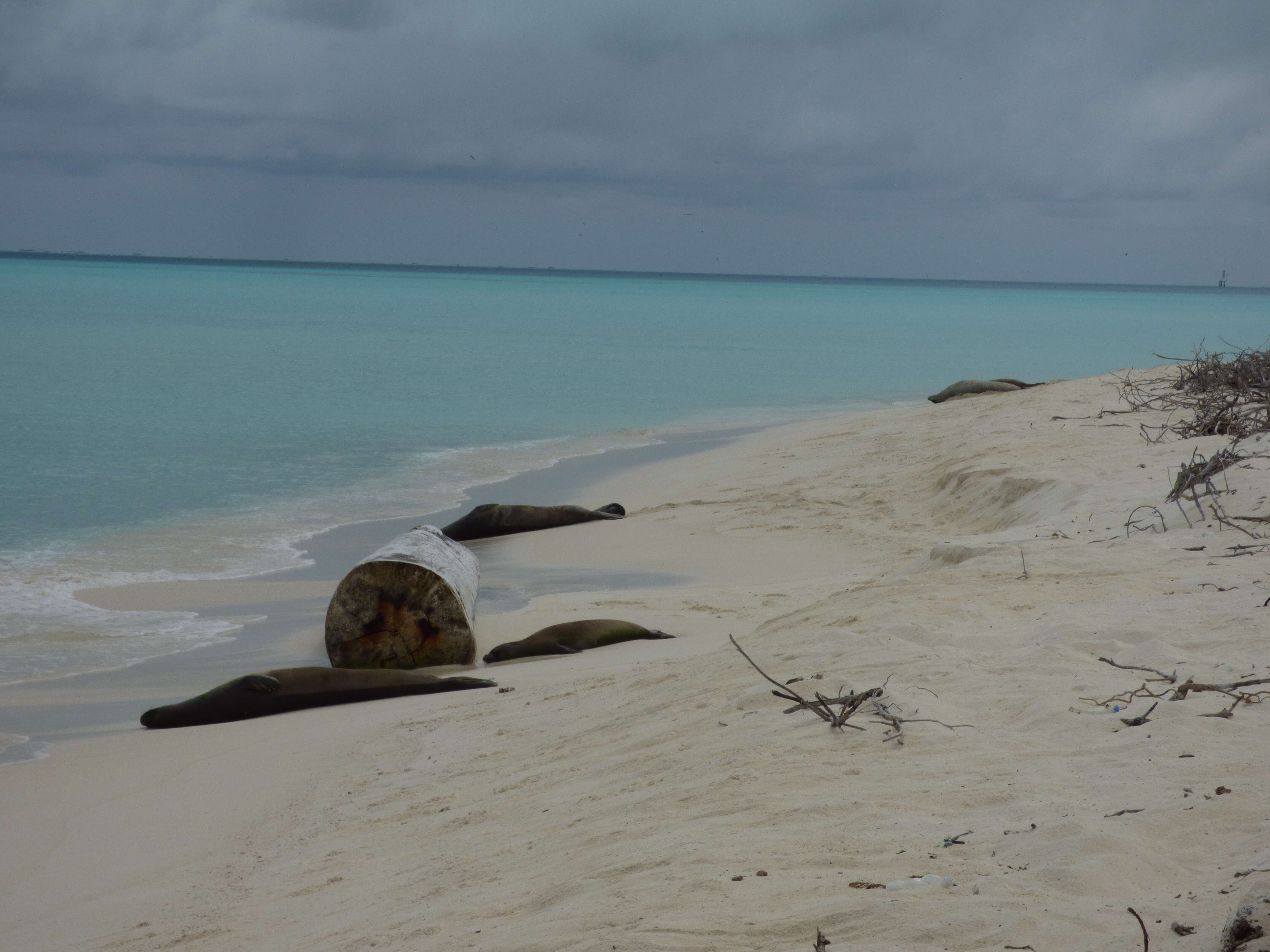 Image of Hawaiian Monk Seal