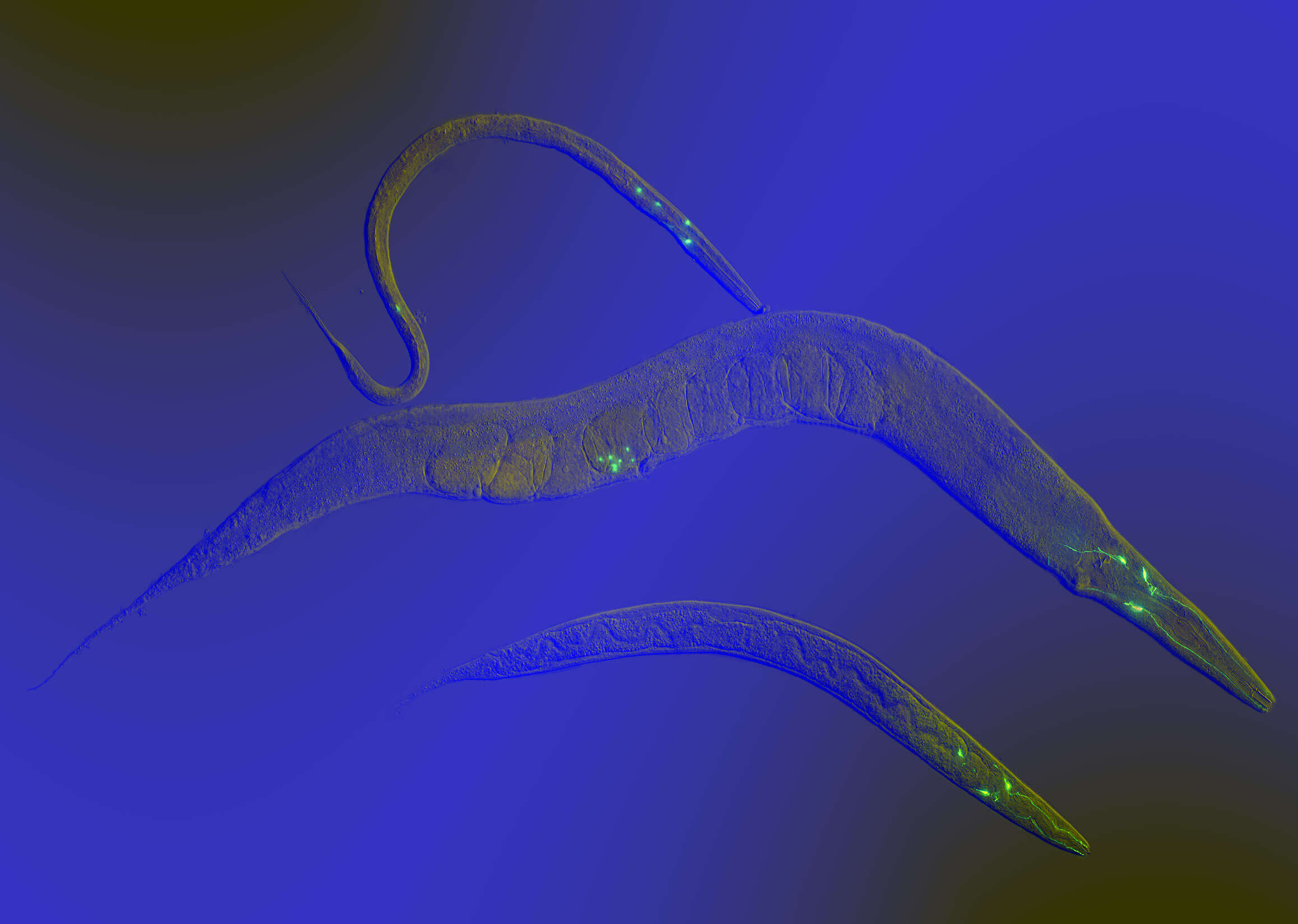 Слика од виток цевчест црв
