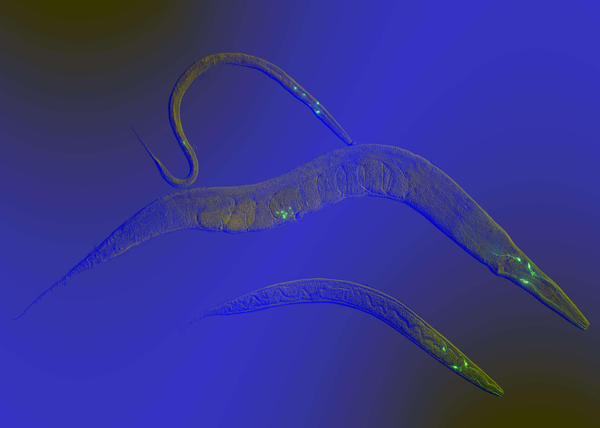 Imagem de Caenorhabditis elegans