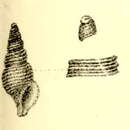 صورة Nepotilla mimica (G. B. Sowerby Iii 1896)