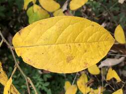 Image of northern spicebush