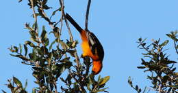 Image of Spot-breasted Oriole