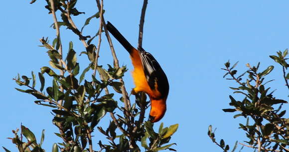 Image of Spot-breasted Oriole