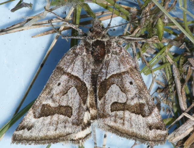 Image of Banded Grass-moth