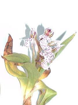 Image of Milky orchid