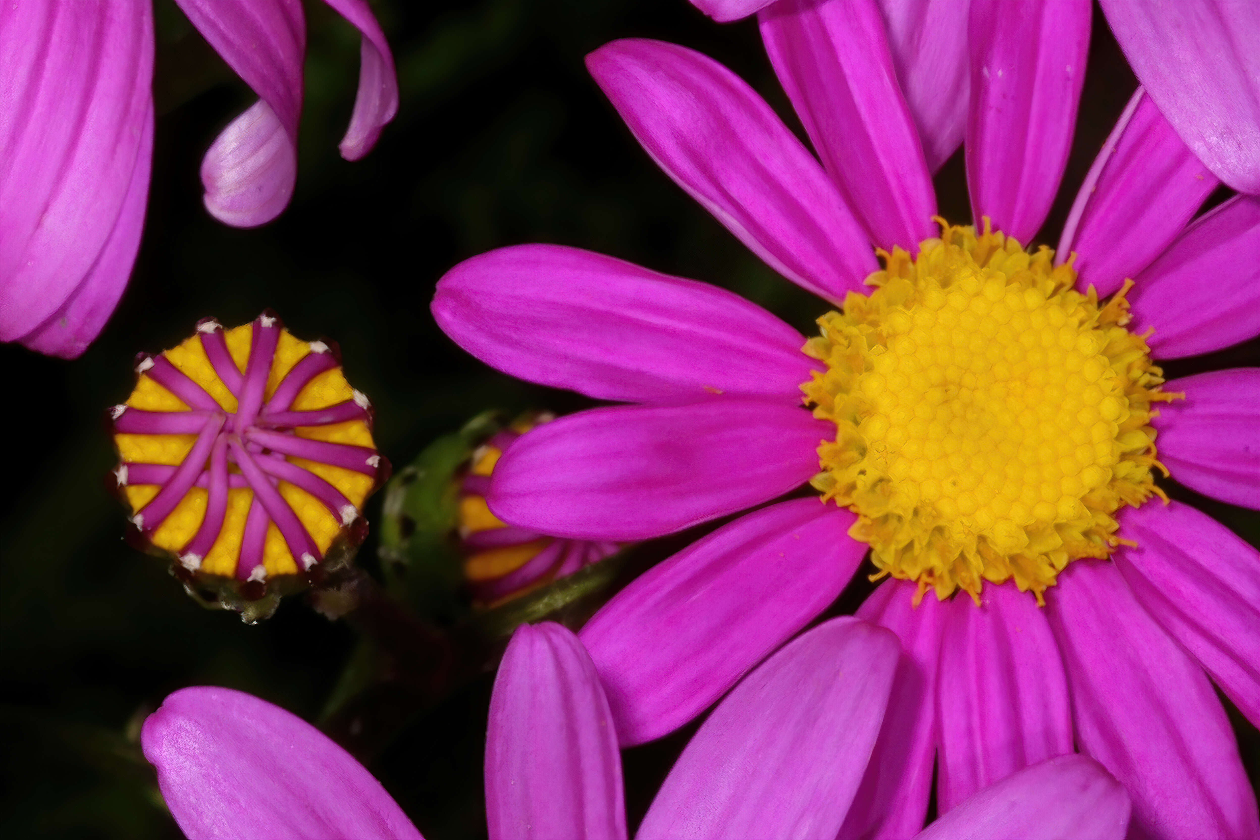 Image of redpurple ragwort