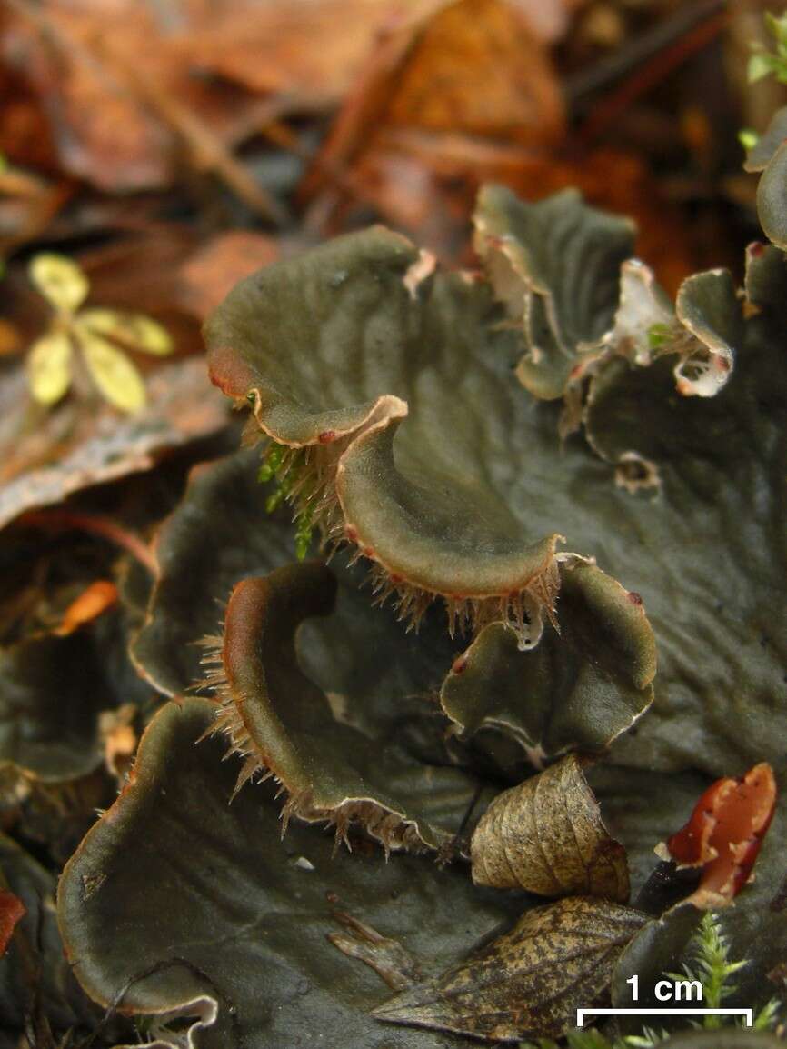 Слика од Peltigera canina (L.) Willd.