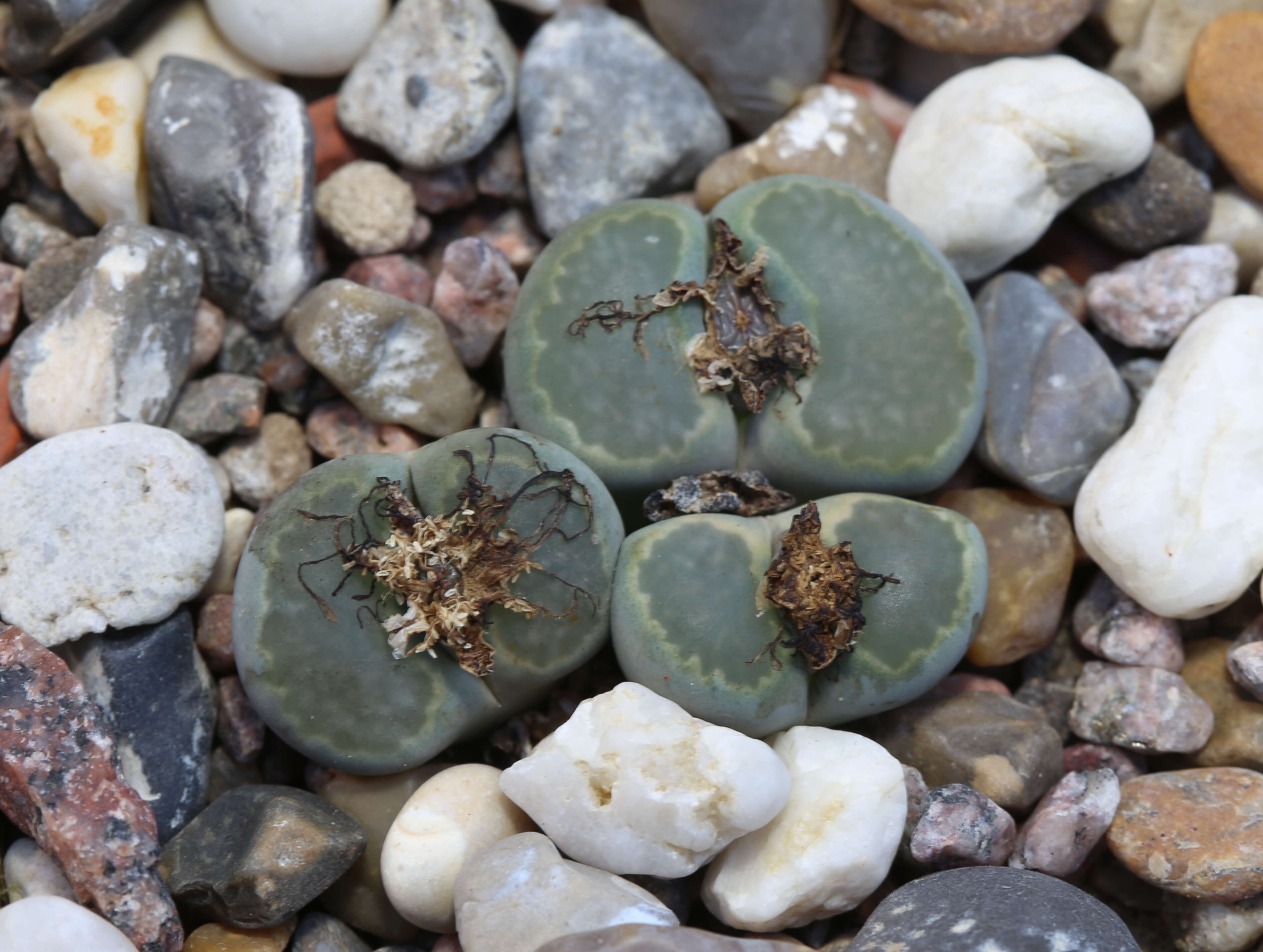 Image of Lithops marmorata (N. E. Br.) N. E. Br.