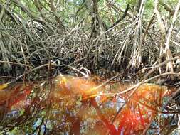 Image of red mangrove